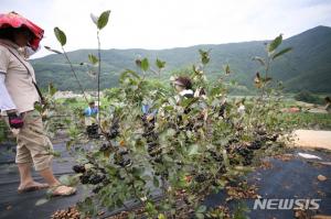 충북 단양 아로니아 농가 40%이상이 더 이상 아로니아 농사 안 한다…무슨 일?