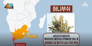 노화방지에 효과적 ‘허니부쉬’ 효능, 혈관벽 강화 및 천연약재로도 효과적…분말의 경우 체내 흡수율↑