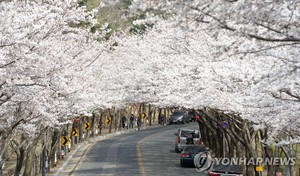 벚꽃축제부터 도심 속 문화체험까지…대구 곳곳 봄맞이 행사