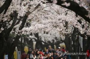 2019 여의도 벚꽃축제, 일정은? 오는 5일부터…주말 버스 막차연장 및 지하철 증편 