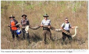 미국 플로리다서 5m 길이 대형 비단뱀 발견…품고 있는 알이 73개