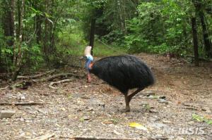 뉴기니산 거대 화식조 기르던 미국 남성, 새에게 피살