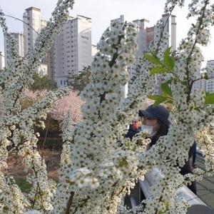 ‘세상에서 제일 예쁜 내 딸’(세젤예) 김소연, 남편 이상우와 벚꽃 놀이 중?…‘나이 믿을 수 없어’