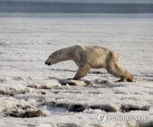 서식지에서 700㎞ 떨어진 러시아 마을에 출현한 북극곰…그린피스 활동가 "기후변화 때문"