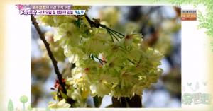 [종합] ‘그녀들의 여유만만’ 국내 유일 청벚꽃이 있는 충남 ‘개심사’…서산 여행 추천