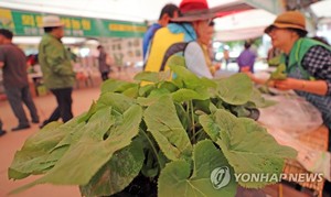 &apos;강원n 홍천 산나물 축제&apos; 26일 개막…산나물 한자리에