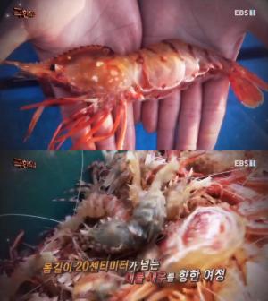 ‘극한직업’ 울릉도 독도새우, 바다의 봄 선물 (ft. 제철 문어) “20cm 넘는 대물”