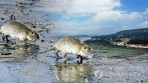 울산시, 뉴트리아·황소개구리·배스 ‘생태계 교란 생물’ 잡으면 돈 준다