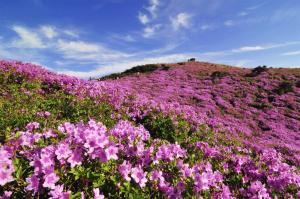 합천 황매산철쭉제, 전국 최대 규모의 철쭉군락지…‘소백산-바래봉 이을 철쭉 3대 명산’