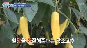 당조고추, 혈당 떨어트려 당뇨 예방에도 효과적…‘차로 만들어 마셔도 OK’