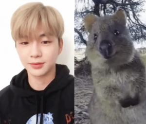 강다니엘은 쿼카와 닮았다?…쿼카단의 이미지 릴레이 눈길 “쿼며든다”