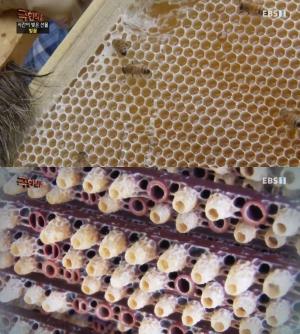 ‘극한직업’ 벌꿀·로열젤리 ‘극강 비주얼’ 꿀벌 따라 바빠지는 양봉꾼 “시간이 빚은 선물”