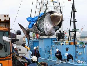 일본 멸종위기 고래도 포경 대상에 포함해…멸종 우려되는 고래는?