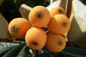 박나래가 방송서 소개한 비파는 어떤 과일?…“악기 비파와 닮은 중국 원산지인 과일”