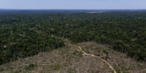 아바즈, "지난해 아마존 5억그루 나무가 사라졌다" 서명운동 촉구…남한 면적 100분의 1이 사라져