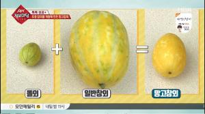 [종합] ‘생생정보마당’ 씨앗 하나가 300원? 망고참외가 귀한 이유… 비타민+칼륨+마그네슘 풍부