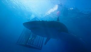영화 ‘47미터’, 상어와의 사투 그린 여름용 호러 스릴러…“속편 ‘47미터 2’ 개봉일은 언제?”