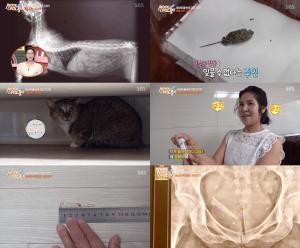 ‘순간포착 세상에 이런일이’ 바늘 삼킨 고양이-36년 간 엉덩이에 박혀 있던 유리 조각 (1)