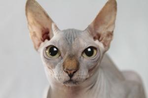 스핑크스, 돌연변이로 탄생한 털 없는 고양이로 유명…다양한 영상 매체에 출연한 스핑크스 고양이의 가격은?