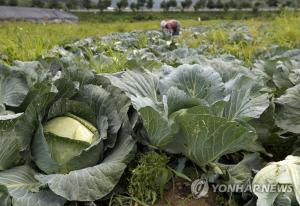 양배추즙, 타임지에서 선정한 세계 3대 식품…위염-체지방 감소에 효과적