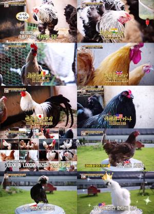 ‘서민갑부’ 242회, 연매출 20억 관상용 닭 갑부 사연 소개…‘전 세계에서 모인 품종닭’