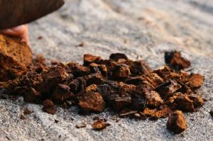 차가버섯, 베타글루칸 함유된 ‘천연 암 치료제’로 화제…섭취 시 주의사항 및 부작용은?