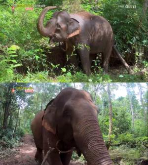 캄보디아 여행, 코끼리는 왜 숲으로 돌아갔을까?…‘걸어서세계속으로’ [★픽]