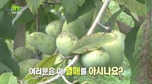 포포나무 열매, 포포열매 효능은 무엇?…천연항암 효과