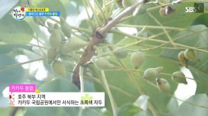 [★픽] ‘좋은 아침’ 카카두 플럼 효능, 갱년기 증상 완화+다이어트…먹는 방법은?