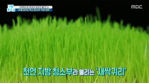 새싹귀리분말, 체지방 배출 및 독소 제거 도와주는 식이 섬유…&apos;효능 및 부작용은?&apos;