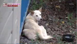 &apos;TV동물농장&apos; 유기견, 검둥이-흰둥이 새 가족 근황…&apos;경계태세&apos;