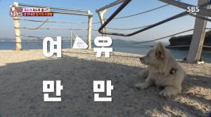 ‘TV동물농장’ 홍성 섬 ‘죽도’ 안내견 밍키…배 오는 시간까지 맞추는 ‘베테랑 가이드’