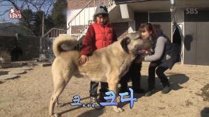 ‘TV동물농장’ 캉갈, 늑대와 곰 잡는 개…치악력은 ‘숫사자급’ 