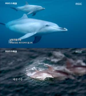 제주 해녀 “돌고래, 말 알아들어” 상괭이와 남방큰돌고래의 위태로운 삶 ‘MBC스페셜’