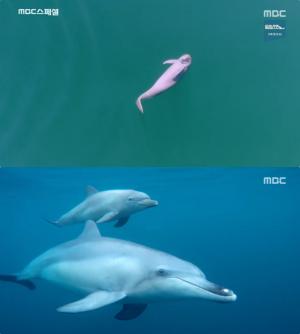 [종합] ‘MBC스페셜’ 사라지는 고래, 바다의 경고! “상황 위태”…이정준 감독, 귀신고래 찾아 캄차카行