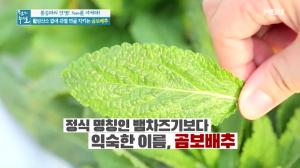 활성 산소 없애 관절 연골 지키는 못난이 배추 &apos;곰보배추&apos; 효능은? "관절 건강에 좋은 음식"