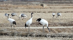 철원두루미운영협의체, 멸종위기종 보호로 &apos;환경부 장관상&apos; 받아