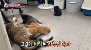 ‘TV 동물농장’ 엄마 고양이 ‘영월이’와 새끼 5남매, 회사 사무실을 제 집마냥 생활…공개 분양