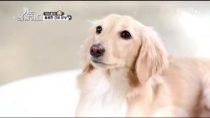 [종합] ‘개는 훌륭하다’ 이유비X홍수아, 닥스훈트 등장에 여심 저격… 이경규까지 놀란 이유는?