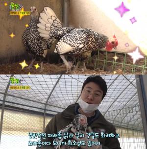 ‘2TV 생생정보’ 생생정보통-맛집오늘, 귀농 꿀팁은?…관상용 닭으로 연 매출 16억?