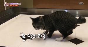 ‘TV 동물농장’ 외출중독, 산책하는 고양이 ‘밤톨이’…현관문 앞에 앉아 24시간 시위