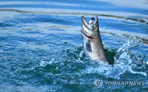 화천산천어축제 개막 앞두고 전국 산천어 160t 이송·축양 한창