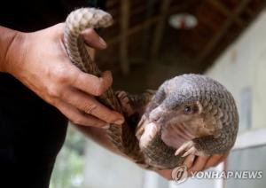 중국 연구진 "천산갑(판골린,Pangolin)이 신종코로나 잠재적 중간숙주"…"천산갑 균주와 신종코로나 바이러스 상동성 99%"