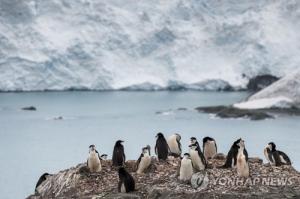 "펭수가 위험해"…남극대륙, 사상 최초로 영상 20도 기록