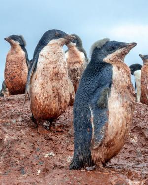 ‘역대 최고 기온’ 20도 기록한 남극, 아델리펭귄 서식처 공개돼 충격…진흙 범벅된 펭귄의 위기 이유는?