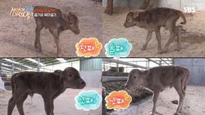 &apos;세상에이런일이&apos; 네 쌍둥이 송아지 탄생, 10만 분의 1 "기적의 확률" (2)