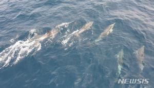 경주시수협, 불법포획한 멸종위기종 참돌고래 창고에 보관·유통…중대 범죄