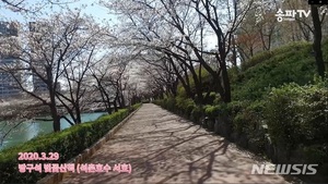 꽃놀이도 온라인으로…송파구, 석촌호수 벚꽃 생중계