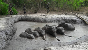 태국 코끼리 수천마리, 코로나19로 아사 위기...관광수익 감소로
