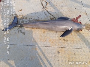 통영 해양보호구역에서 낚시줄에 걸려 죽은 ‘상괭이’ 발견